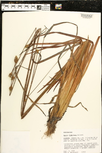 Xyris fimbriata image