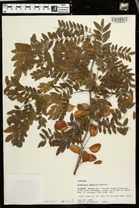 Gleditsia aquatica image