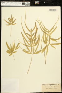 Pteris multifida image