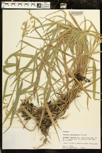 Leersia lenticularis image