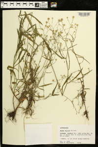 Symphyotrichum subulatum var. ligulatum image