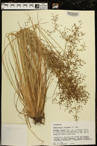 Fimbristylis miliacea image