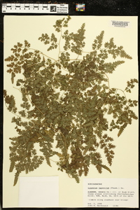 Lygodium japonicum image