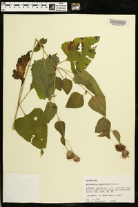 Brickellia cordifolia image