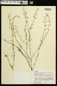 Dicerandra linearifolia image