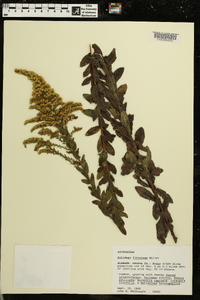 Solidago fistulosa image