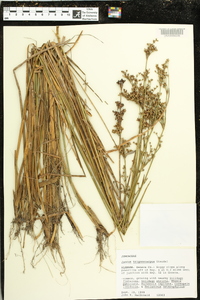 Juncus trigonocarpus image