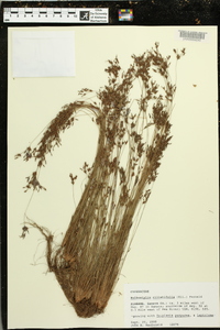 Bulbostylis ciliatifolia image