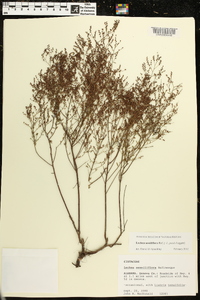 Lechea sessiliflora image