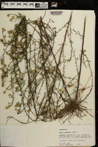 Symphyotrichum racemosum image