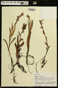 Habenaria repens image