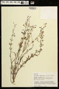 Dicerandra linearifolia image