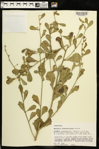 Baccharis glomeruliflora image