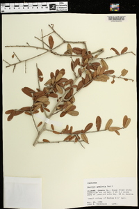 Quercus geminata image