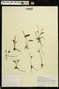 Ophioglossum petiolatum image