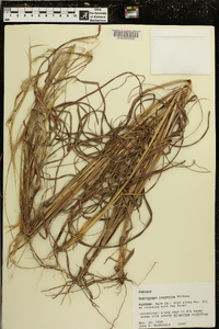 Andropogon ternarius image