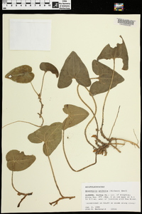 Hexastylis arifolia image