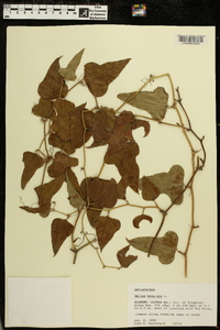 Smilax bona-nox image