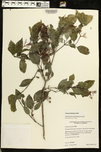 Cornus foemina image