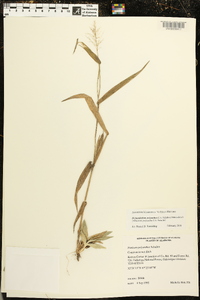 Dichanthelium polyanthes image