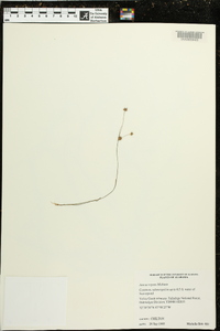 Juncus repens image