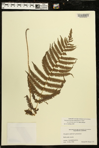 Thelypteris hispidula image