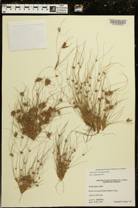 Fimbristylis vahlii image