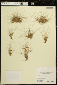 Fimbristylis vahlii image