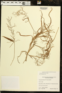 Paspalum fluitans image