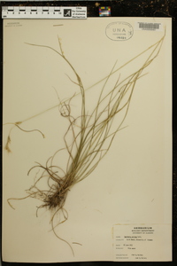 Danthonia sericea image