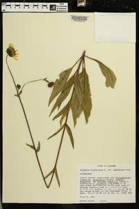 Silphium asteriscus image