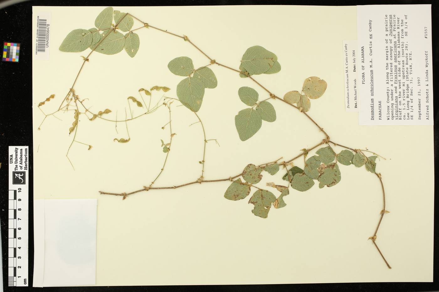 Desmodium ochroleucum image