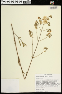 Mirabilis albida image