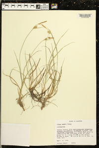 Carex meadii image