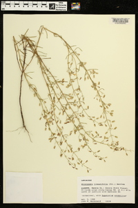 Dicerandra linearifolia image