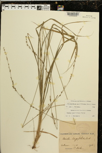 Chasmanthium sessiliflorum image