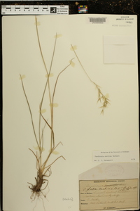 Danthonia sericea image