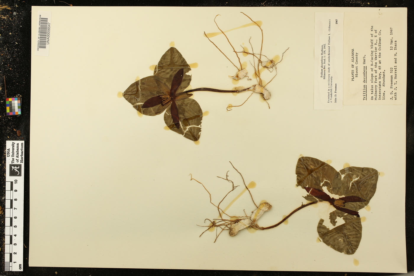 Trillium decumbens image