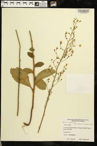 Hieracium gronovii image