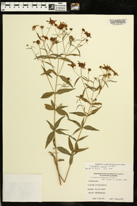 Coreopsis major image