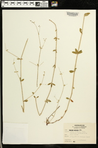 Galium pilosum image