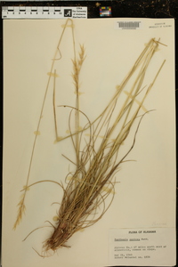 Danthonia sericea image