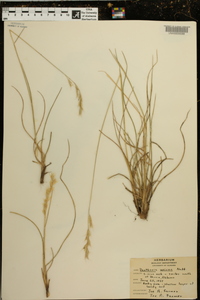 Danthonia sericea image