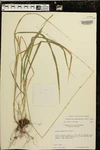 Chasmanthium sessiliflorum image