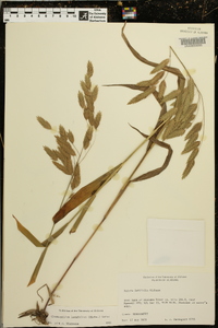 Chasmanthium latifolium image