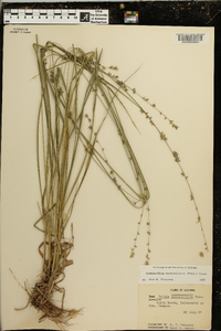 Chasmanthium sessiliflorum image