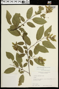 Carpinus caroliniana subsp. caroliniana image