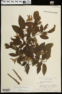 Carpinus caroliniana subsp. caroliniana image