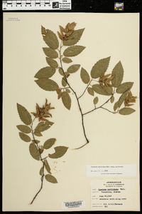 Carpinus caroliniana subsp. caroliniana image