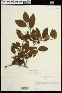 Carpinus caroliniana subsp. caroliniana image